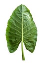 Giant Taro plant leaf also known as:Alocasia machrorhiza,Dieffenbachia Dumb Cane, Elephant Ear, Cunjevoi isolated on white