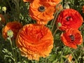 Giant Tecolote Ranunculus Flowers (Persian Buttercups)