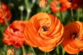 Giant Tecolote Ranunculus Flowers (Persian Buttercups)