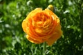 Giant Tecolote Ranunculus Flowers (Persian Buttercups)