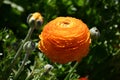 Giant Tecolote Ranunculus Flowers (Persian Buttercups)