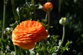 Giant Tecolote Ranunculus Flowers (Persian Buttercups)