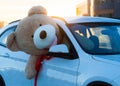 Giant teddy bears with red ribbons sitting on top of the car hood outdoor. Space for text. Love, valentines day concept Royalty Free Stock Photo