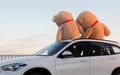 Giant teddy bears with red ribbons sitting on top of the car hood outdoor. Space for text. Love, valentines day concept Royalty Free Stock Photo