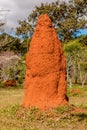 Giant Termite Mound Royalty Free Stock Photo