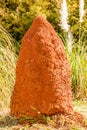 Giant Termite Mound Royalty Free Stock Photo