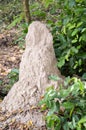 Giant termite mound Royalty Free Stock Photo