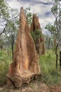 A giant termite mound Royalty Free Stock Photo