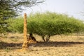 Giant termite mound in the Omo Valley, southern Ethiopia