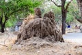 Giant termite mound at the Serengeti national park, Tanzania