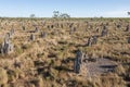 Giant termite mounds in outback Queensland.