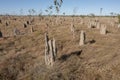 Giant termite mounds in outback Queensland.