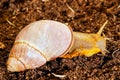 Giant Terrestrial Snail Royalty Free Stock Photo