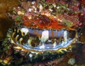 Giant Thorny Oyster Spondylus varius