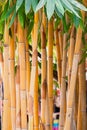 Giant Thorny Yellow Bamboo