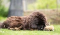 Giant tibetan mastiff puppy playing friendly with little tabby kittens in the yard on the grass Royalty Free Stock Photo