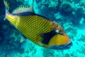 Giant titan triggerfish, biggest coral reef trigger fish, Balistoides viridescens. Red Sea, Egypt Royalty Free Stock Photo