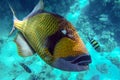 Giant titan triggerfish, biggest coral reef trigger fish, Balistoides viridescens. Red Sea, Egypt Royalty Free Stock Photo