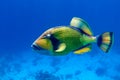 Giant titan triggerfish, biggest coral reef trigger fish, Balistoides viridescens. Red Sea, Egypt Royalty Free Stock Photo