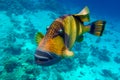 Giant titan triggerfish, biggest coral reef trigger fish, Balistoides viridescens. Red Sea, Egypt Royalty Free Stock Photo