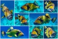 Set of Giant titan triggerfish, biggest coral reef trigger fish, Balistoides viridescens. Red Sea, Egypt Royalty Free Stock Photo