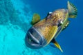 Giant titan triggerfish, biggest coral reef trigger fish, Balistoides viridescens. Red Sea, Egypt Royalty Free Stock Photo