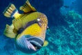 Giant titan triggerfish, biggest coral reef trigger fish, Balistoides viridescens. Red Sea, Egypt Royalty Free Stock Photo