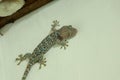 The giant Tokeh Gekko gecko. Blue Gekko gecko with orange spots Royalty Free Stock Photo