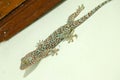 The giant Tokeh Gekko gecko. Blue Gekko gecko with orange spots Royalty Free Stock Photo