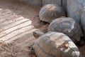 Giant Tortise in the Park Royalty Free Stock Photo
