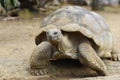 Giant tortise Royalty Free Stock Photo