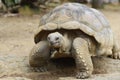 Giant tortise Royalty Free Stock Photo