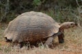 Giant Tortoise Royalty Free Stock Photo