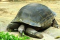 Giant Tortoise Royalty Free Stock Photo