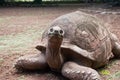 Giant Tortoise Royalty Free Stock Photo