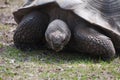 Giant Tortoise Royalty Free Stock Photo