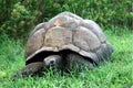 A Giant Tortoise
