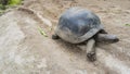 Giant tortoise Aldabrachelys gigantea walks along a dirt track.