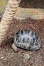 Giant Tortoise With Black Patterned Shell in the Ground Relaxing Royalty Free Stock Photo