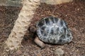 Giant Tortoise With Black Patterned Shell in the Ground Relaxing Royalty Free Stock Photo
