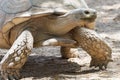 A giant tortoise Chelonoidis nigra head, shell and legs very close up in the dirt Royalty Free Stock Photo