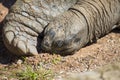 Giant tortoise Royalty Free Stock Photo