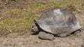 Giant tortoise, endemic to the Seychelles. Close-up. Royalty Free Stock Photo