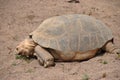 Giant tortoise feeding on a bit of grass Royalty Free Stock Photo