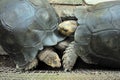 Giant tortoise fighting Royalty Free Stock Photo