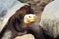 Giant tortoise, Galapagos Islands, Ecuador