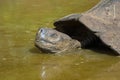 Giant Tortoise of the Galapagos Islands