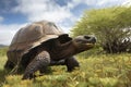 Giant Tortoise, (Geochelone nigra), the largest living species of tortoise, native to The Galapagos. generative AI