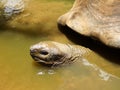 Giant tortoise having a bath