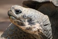 Giant Tortoise head close up Royalty Free Stock Photo